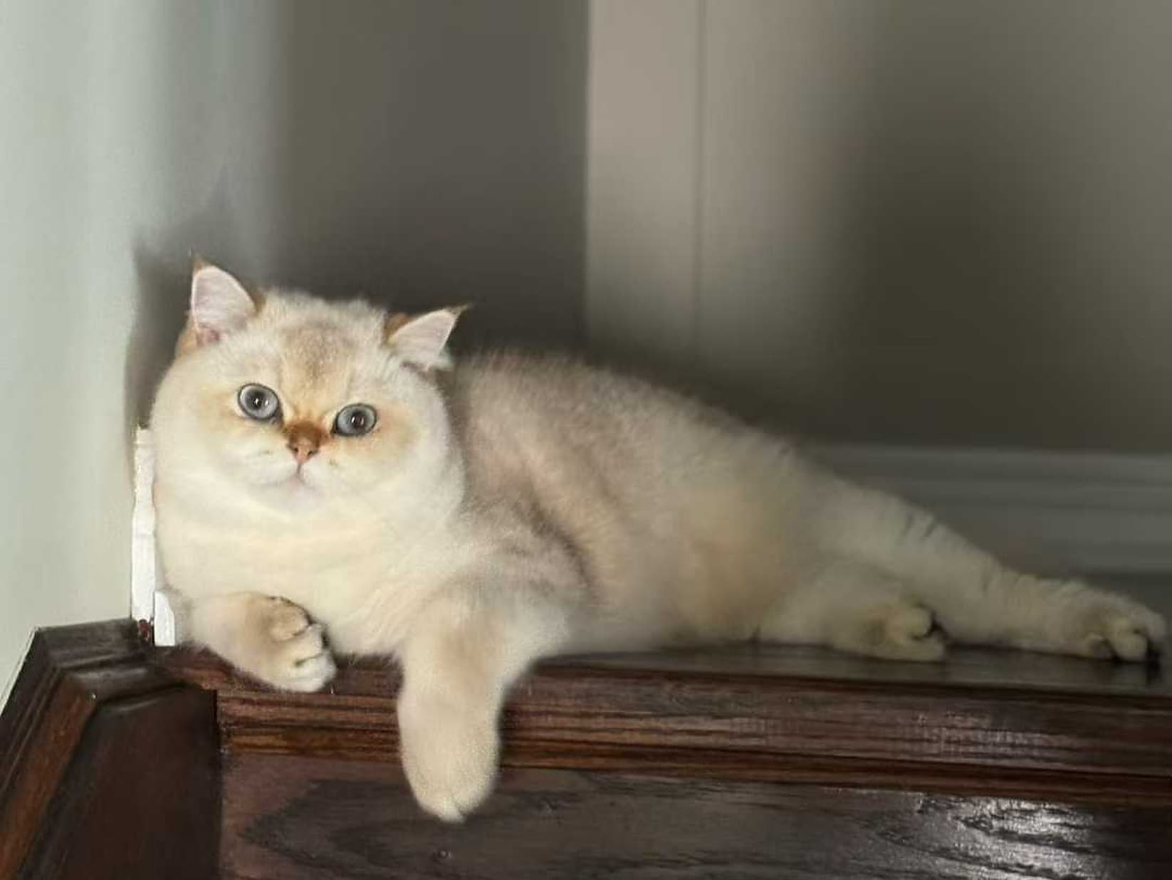 Bagel