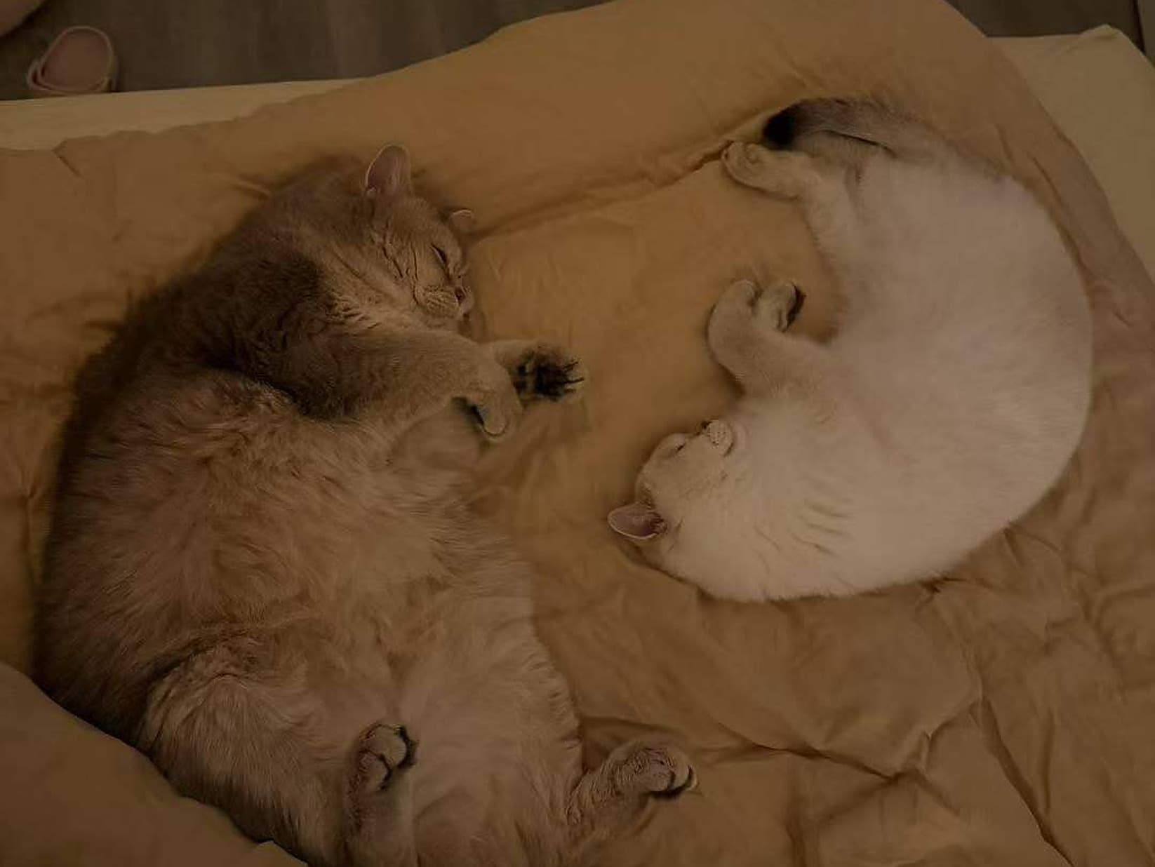 Ai Ai & Momotaro