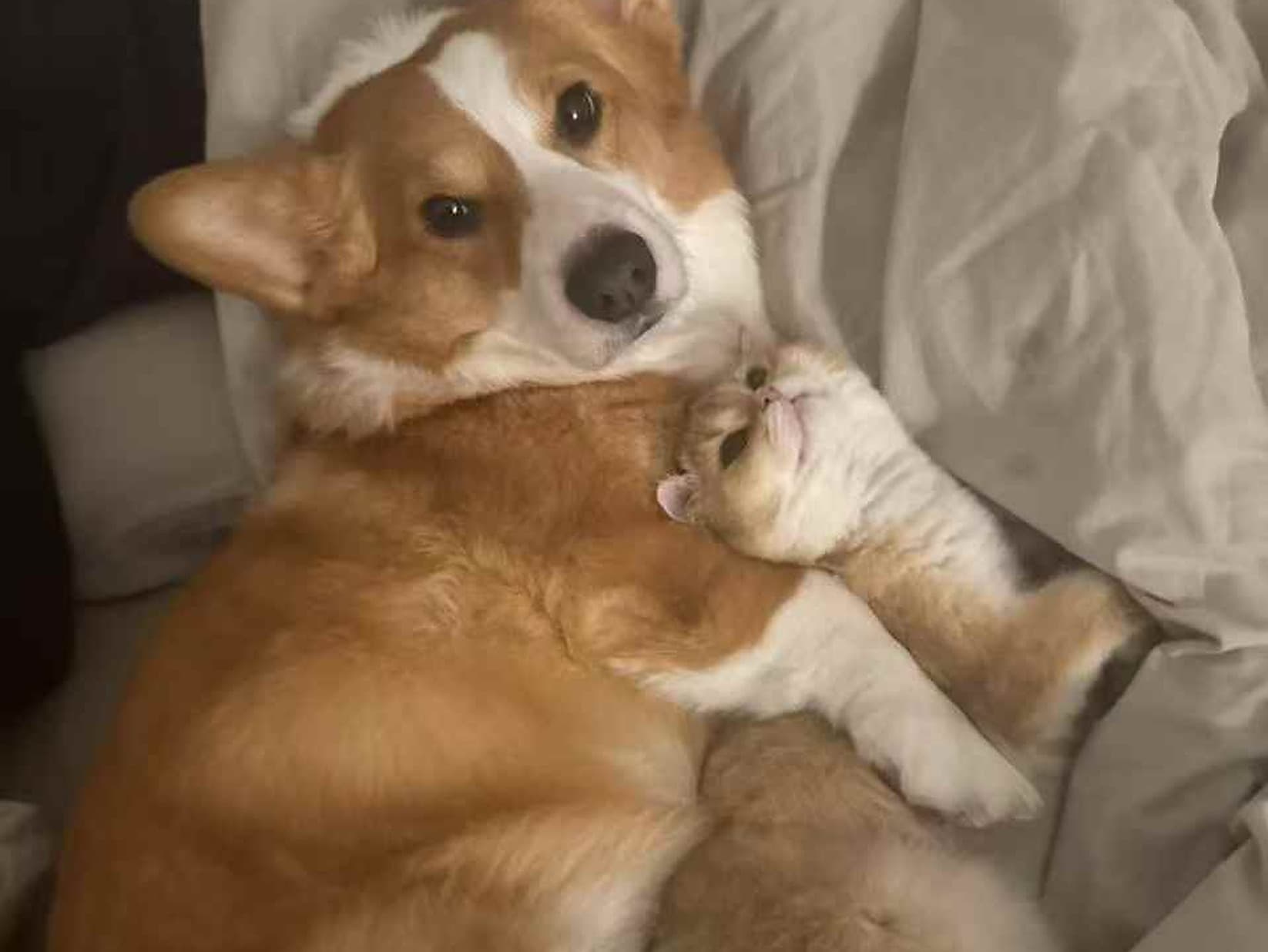 Ginger