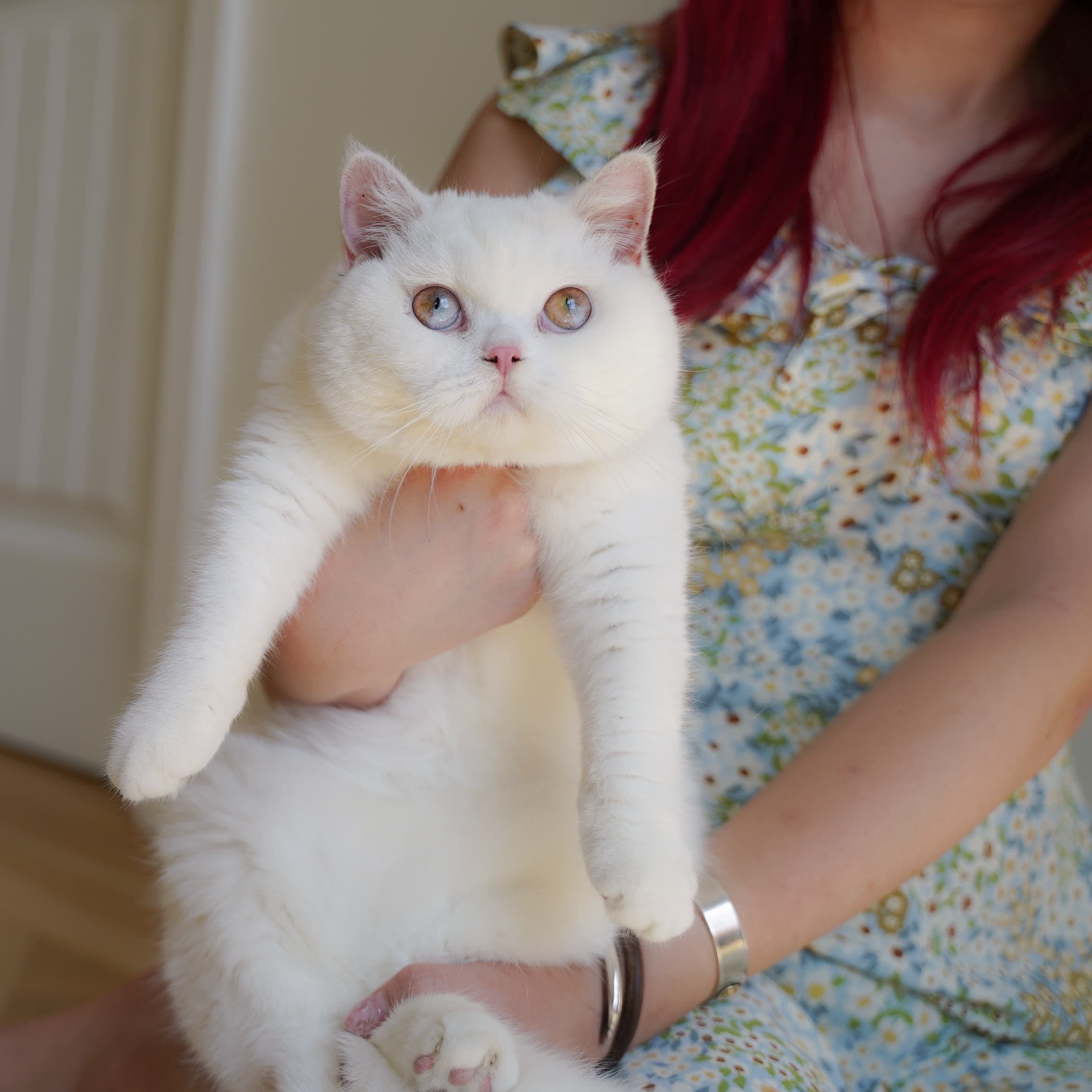 British Shorthair kitten
