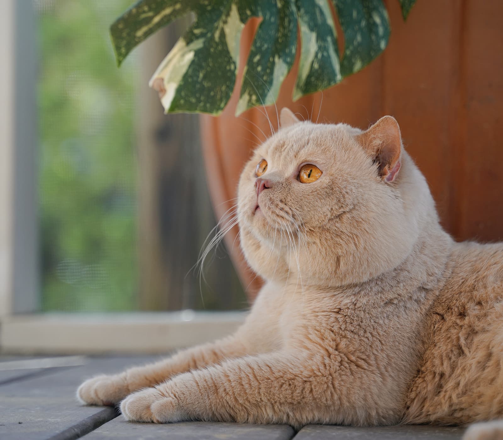 Beautiful British Shorthair cat