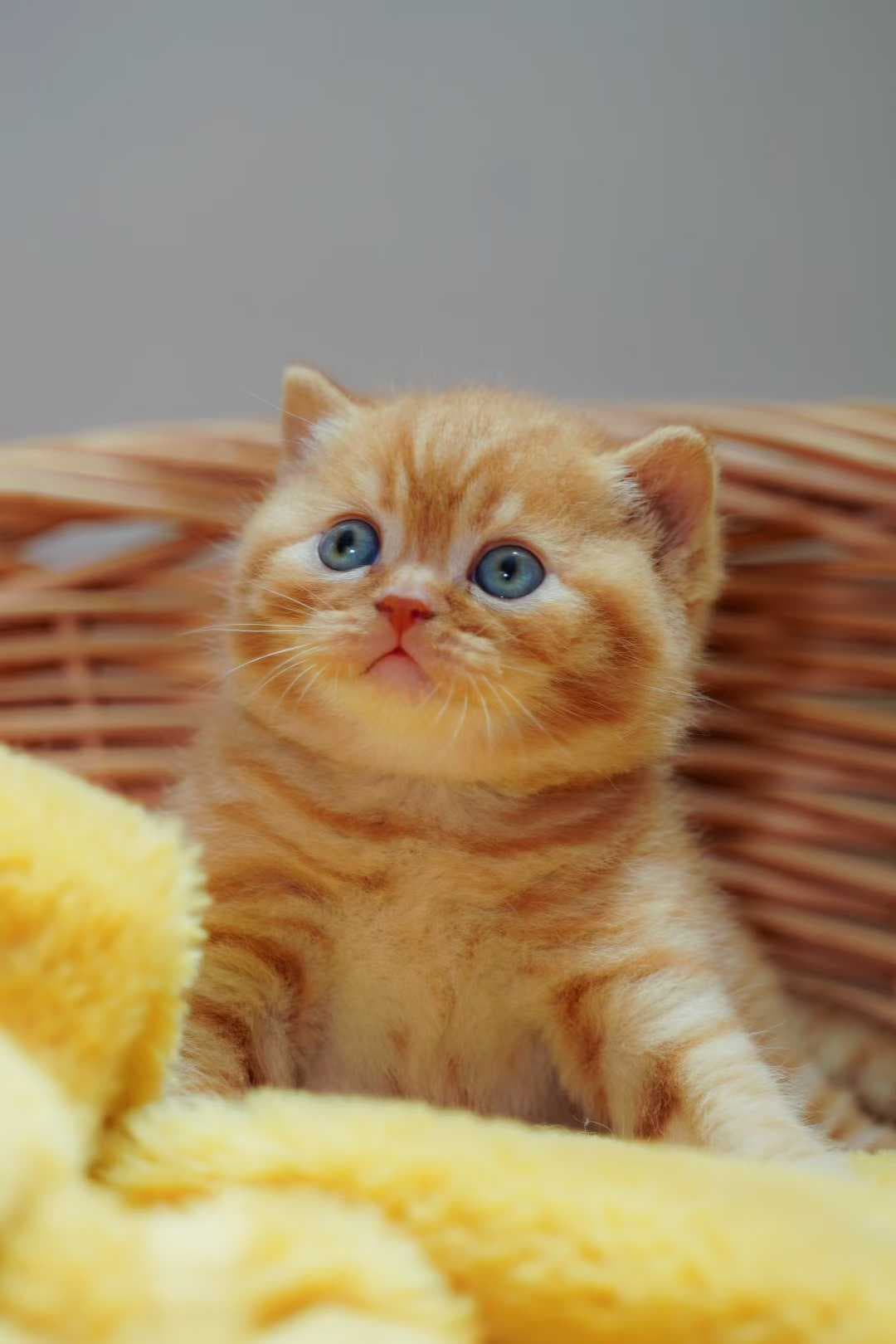 Golden tabby British Shorthair kitten with blue eyes in a wicker basket
