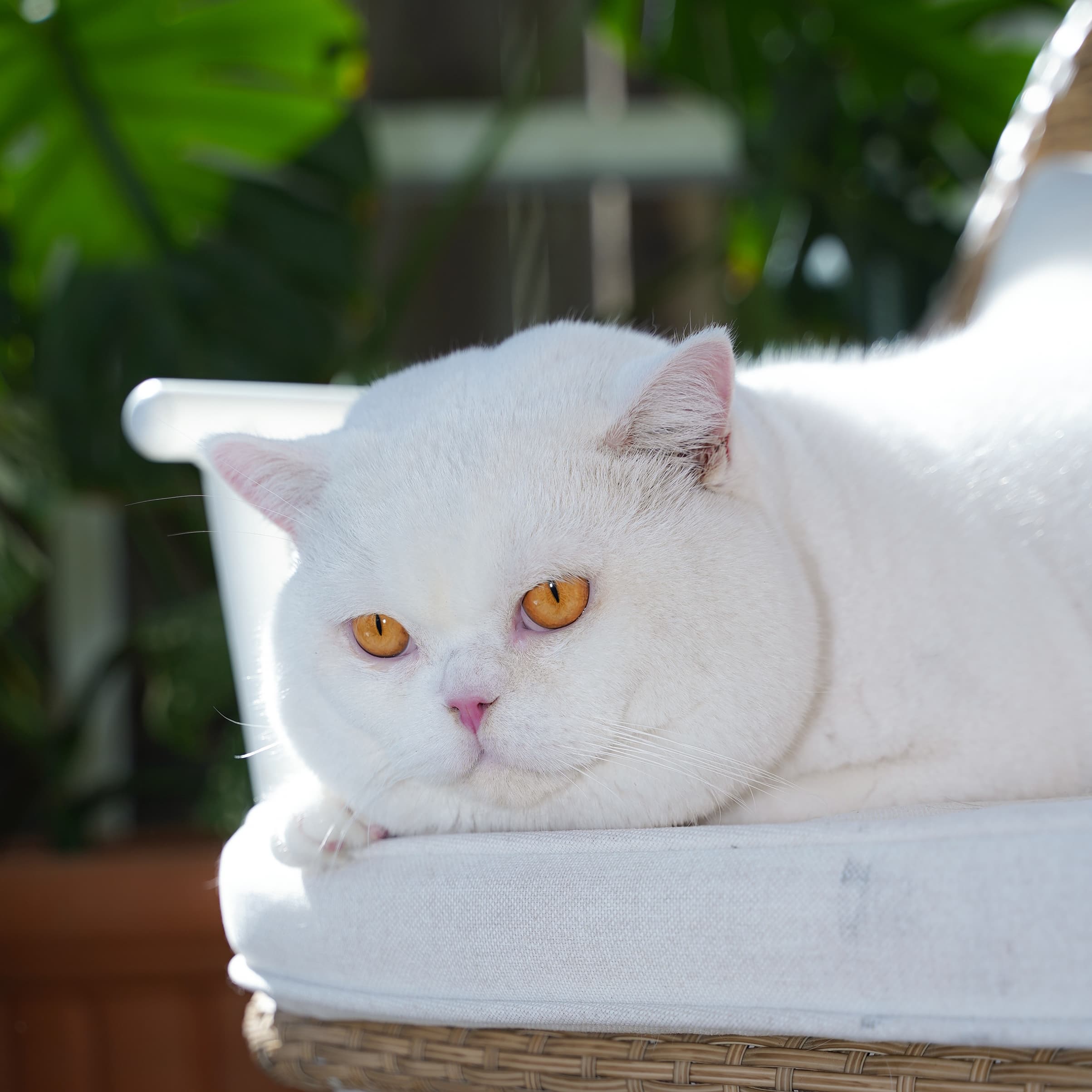 British Shorthair cat