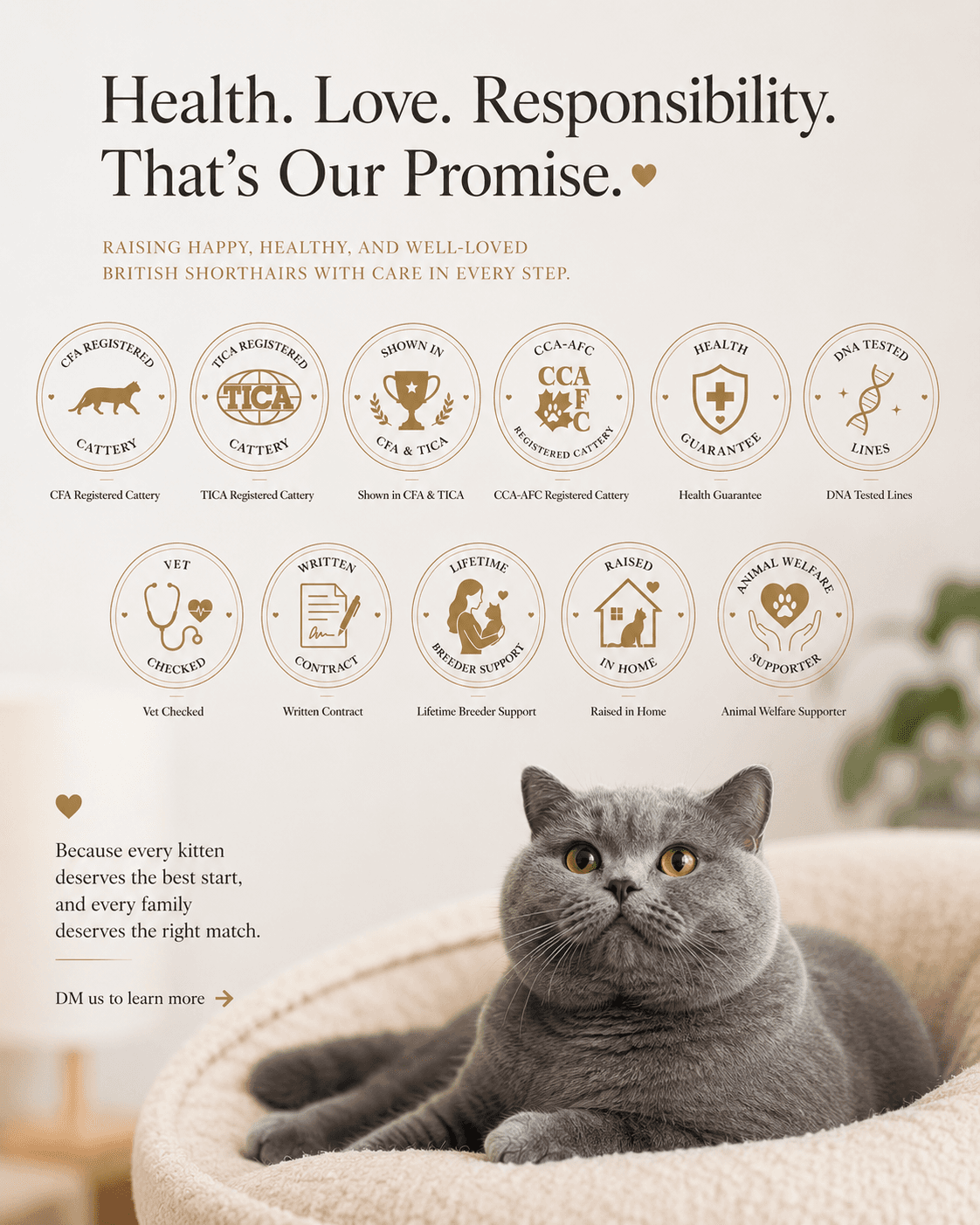 British Shorthair kitten