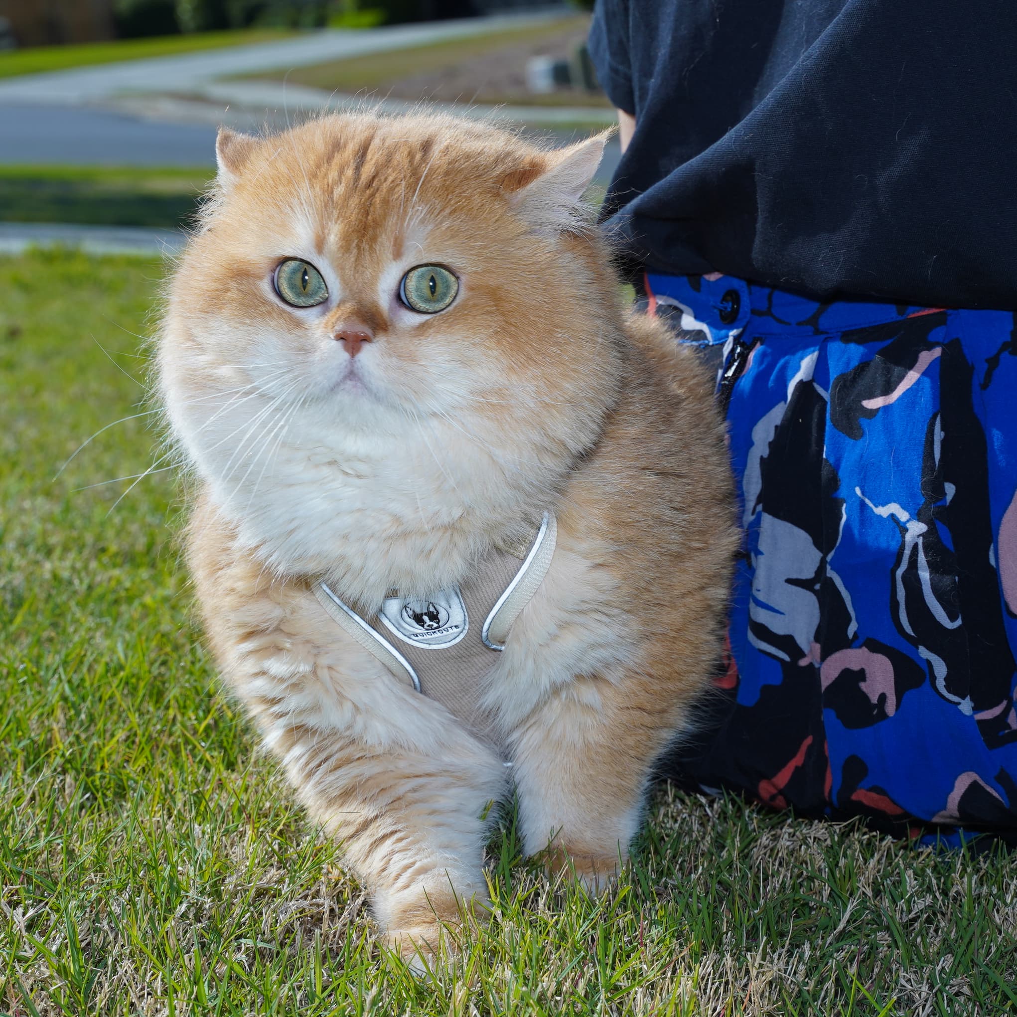British Shorthair cat