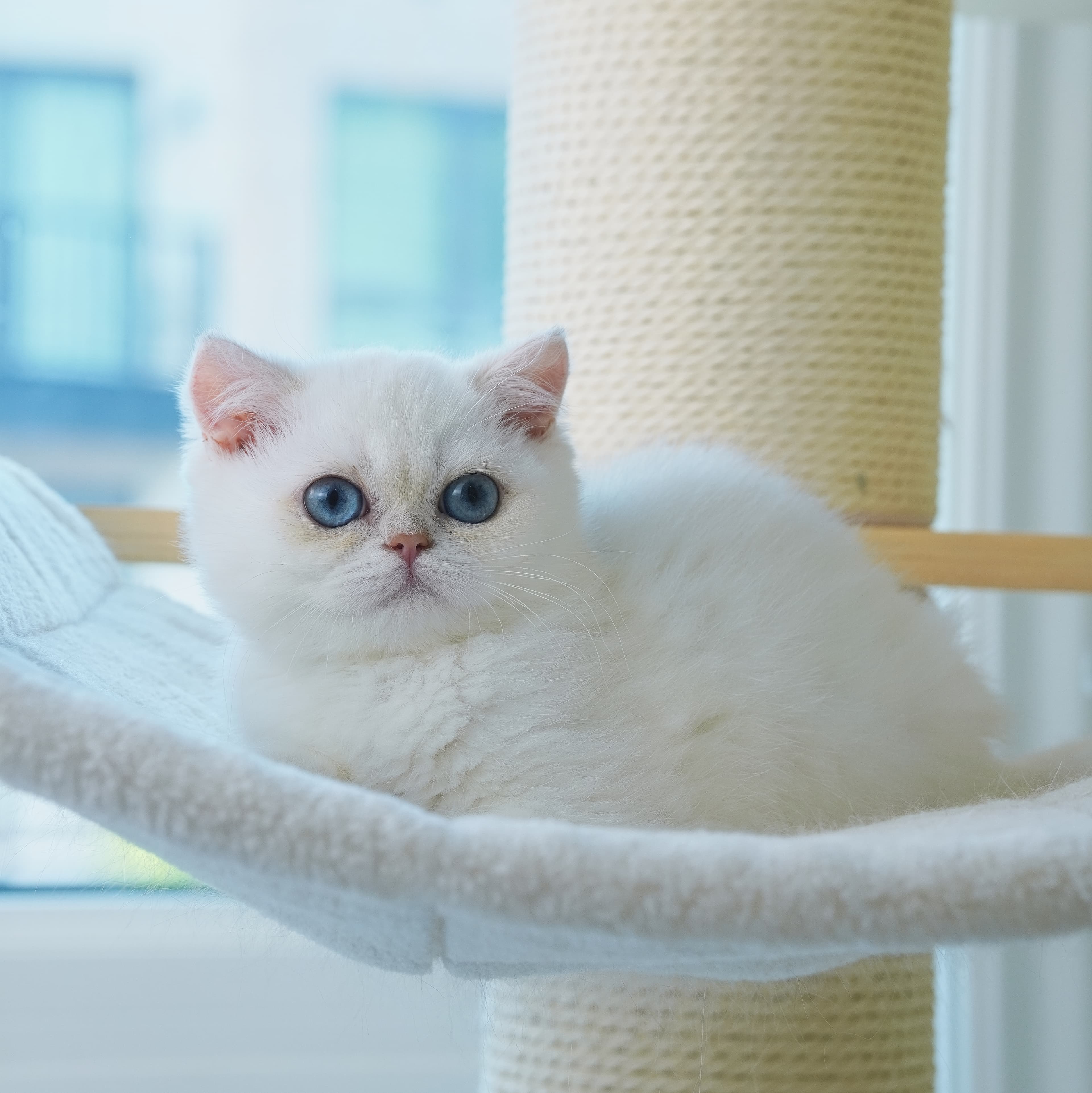 British Shorthair cat