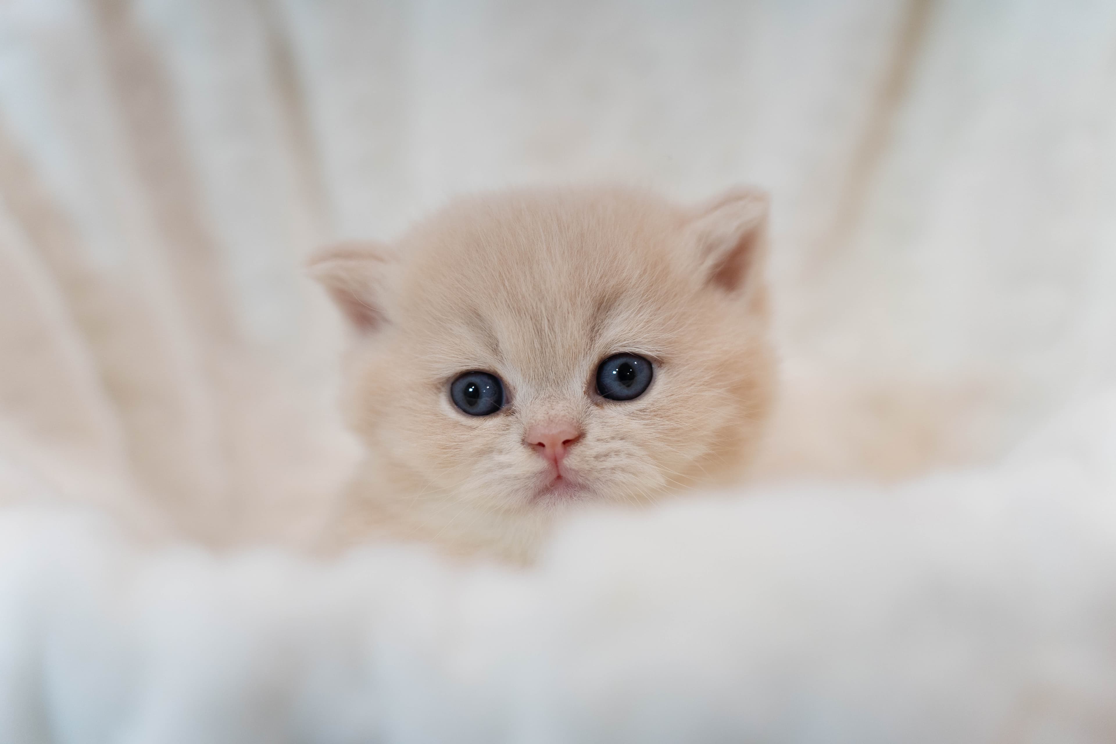 British Shorthair cat