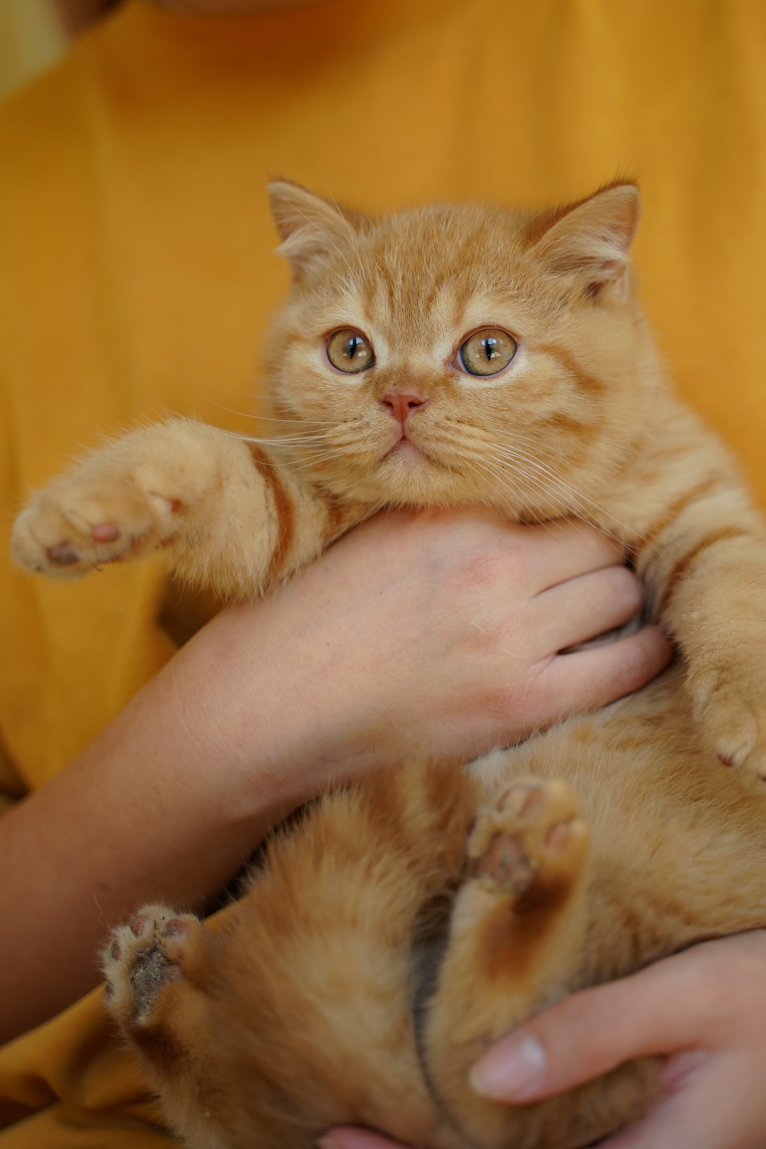 British Shorthair cat