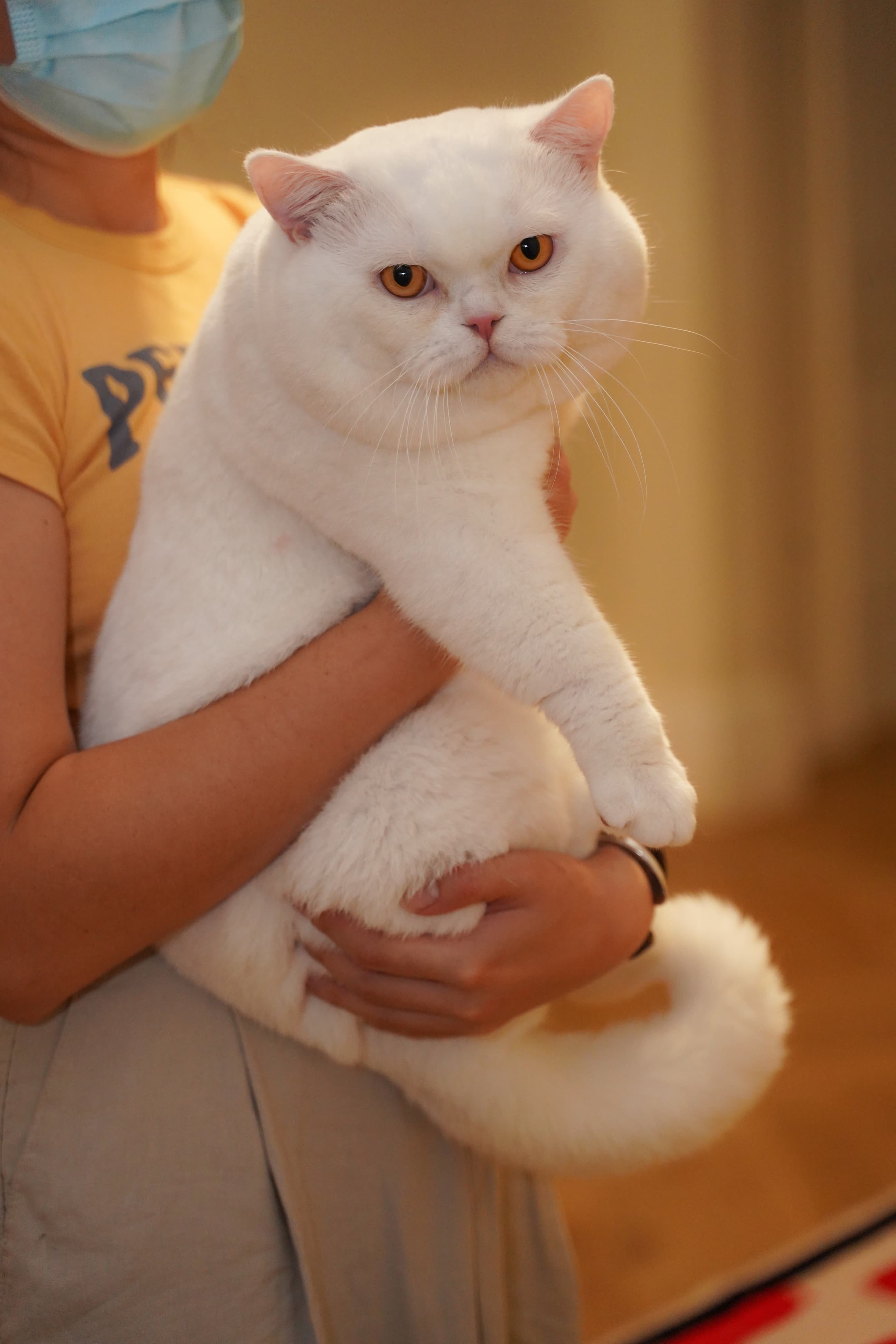 British Shorthair cat