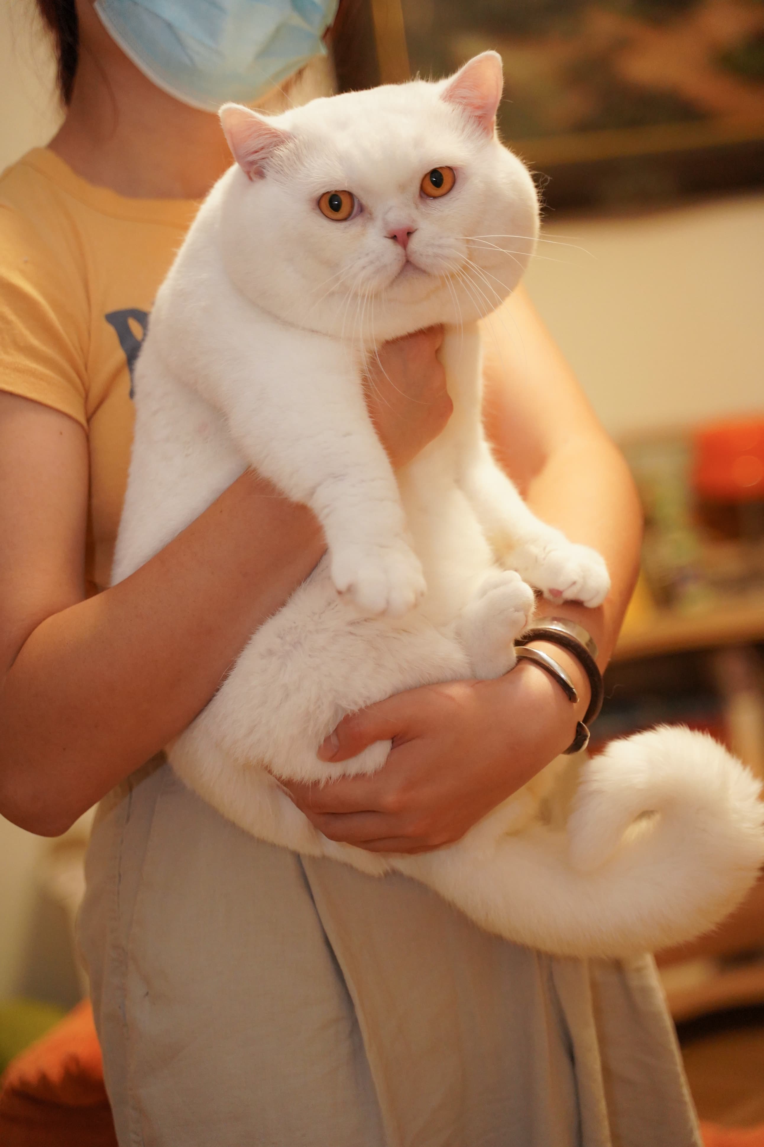 British Shorthair cat