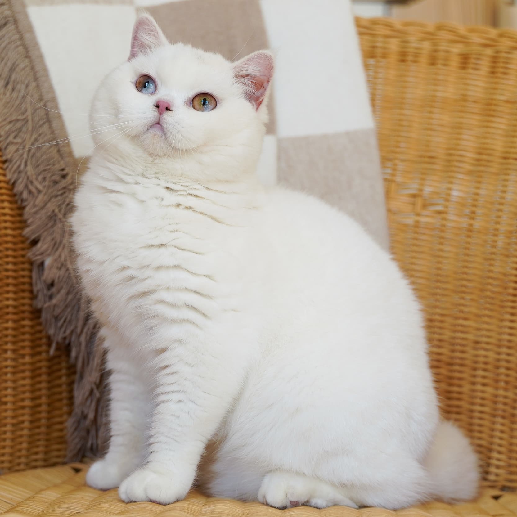 British Shorthair cat
