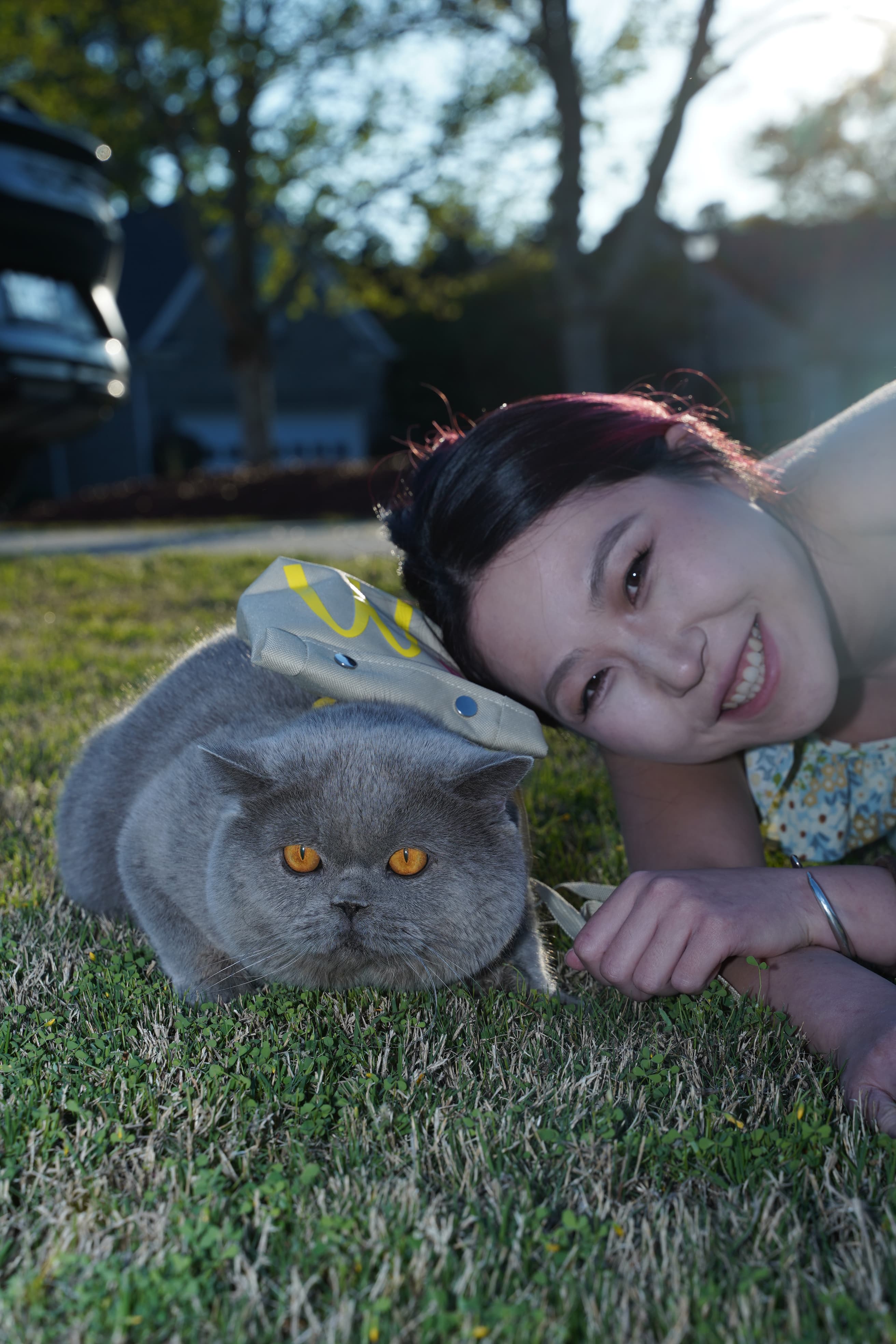 British Shorthair cat
