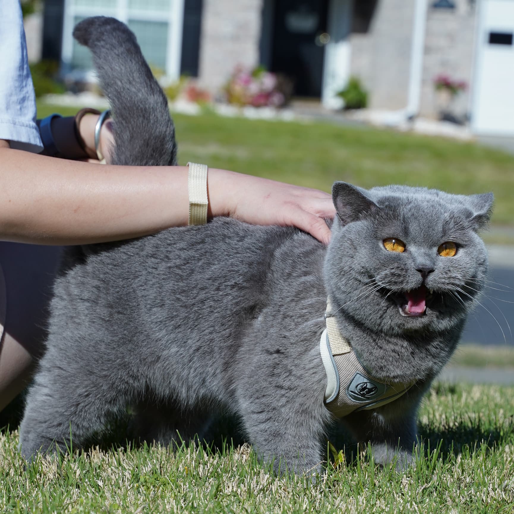 Super Star — Blue British Shorthair king