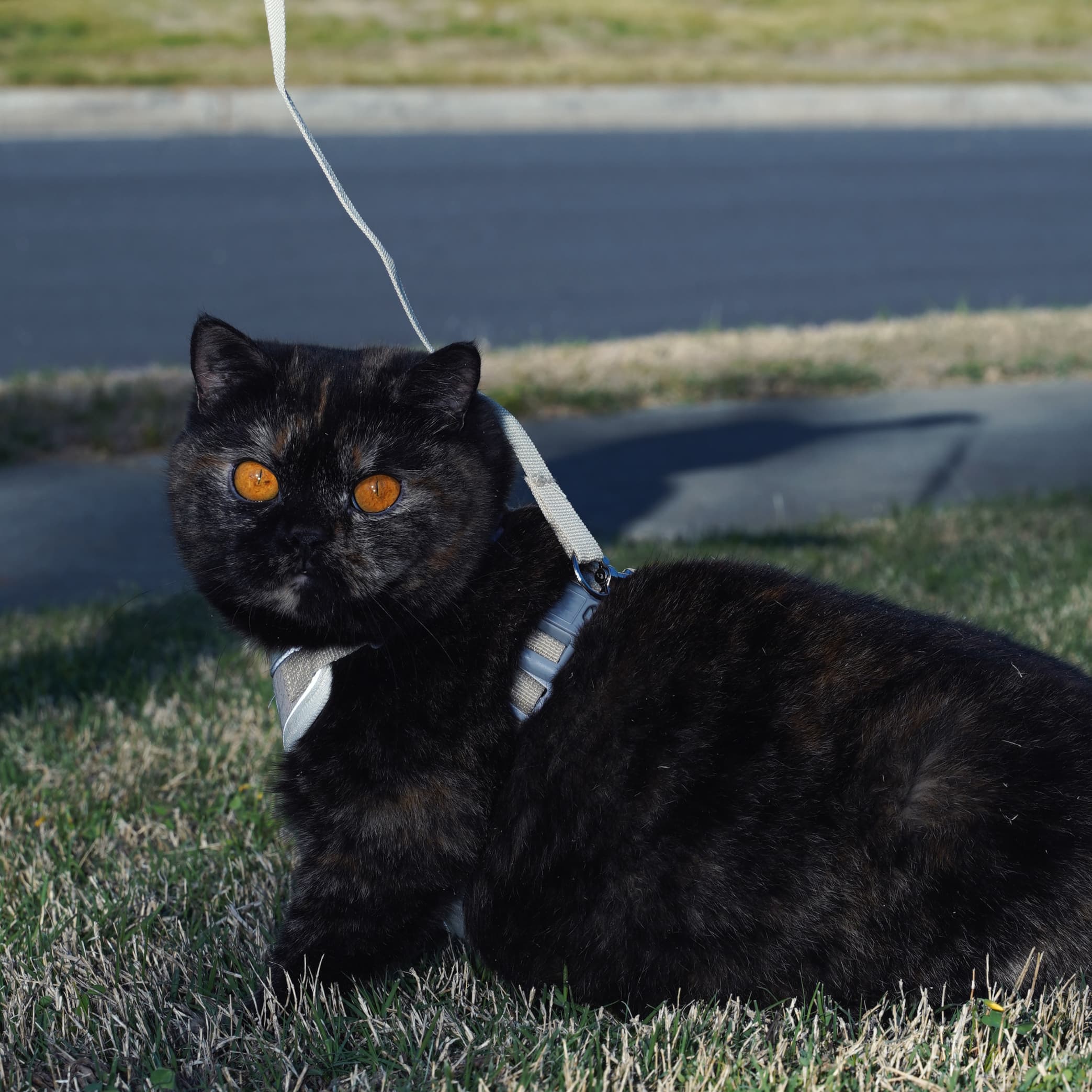 May — Tortoiseshell British Shorthair king