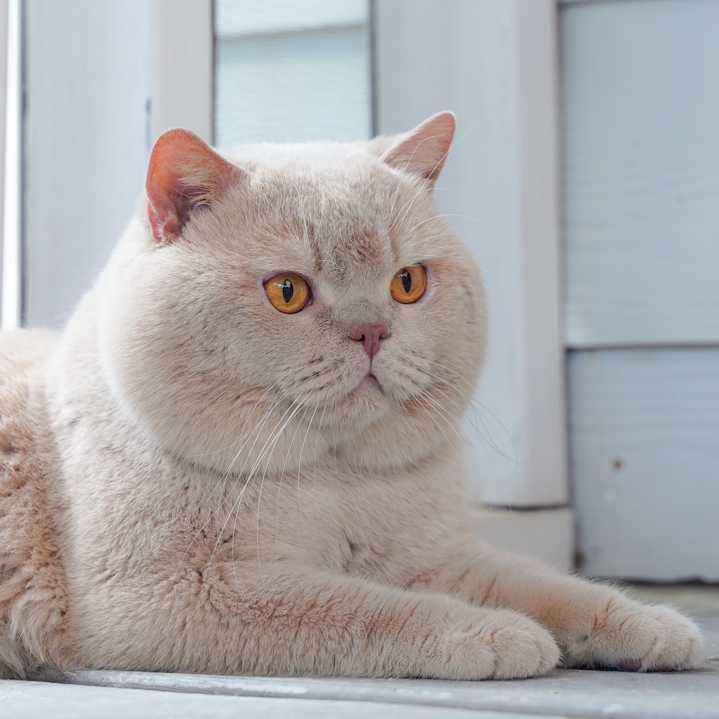 Niu Huang — Cream British Shorthair queen