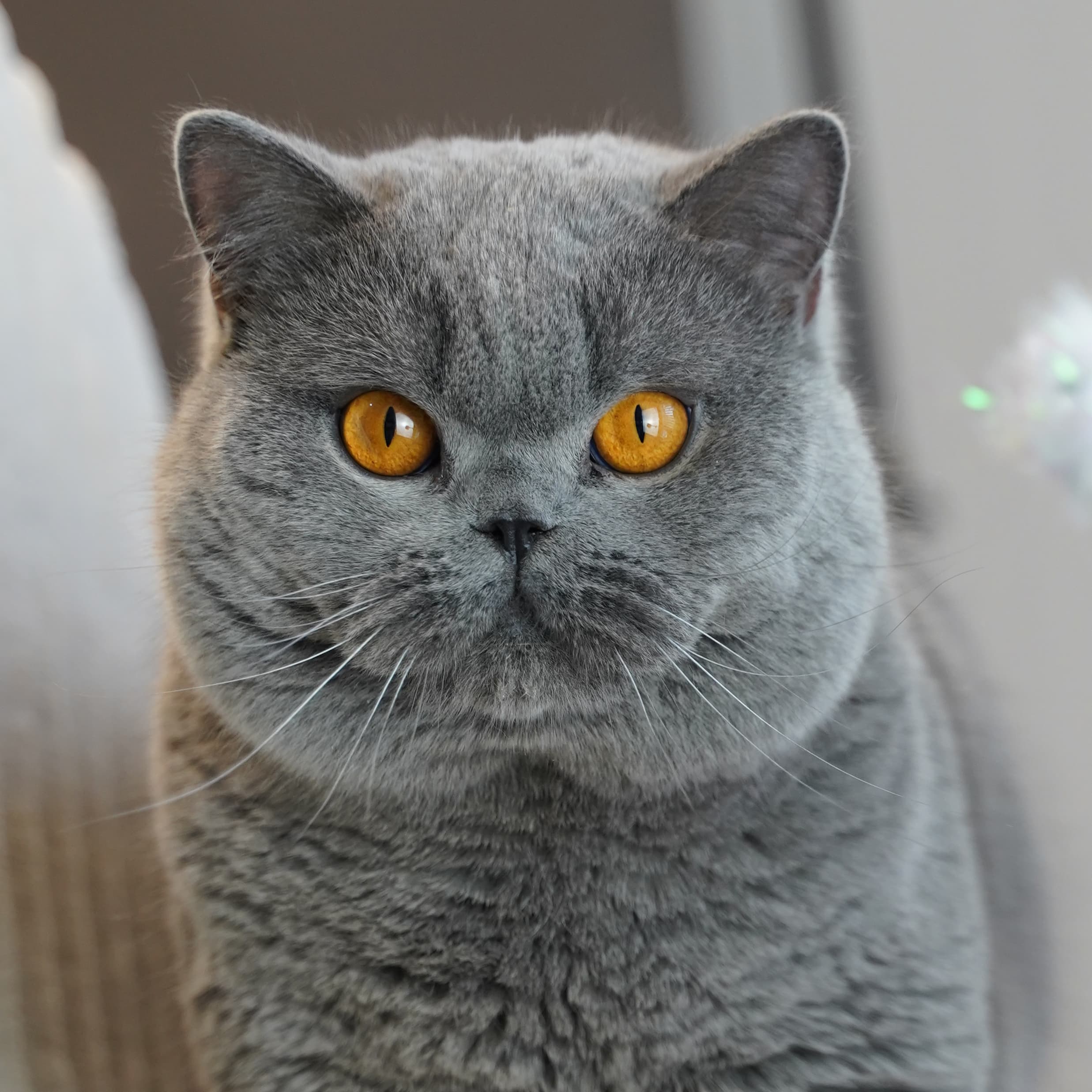 Wu Hei Hei — Blue British Shorthair queen