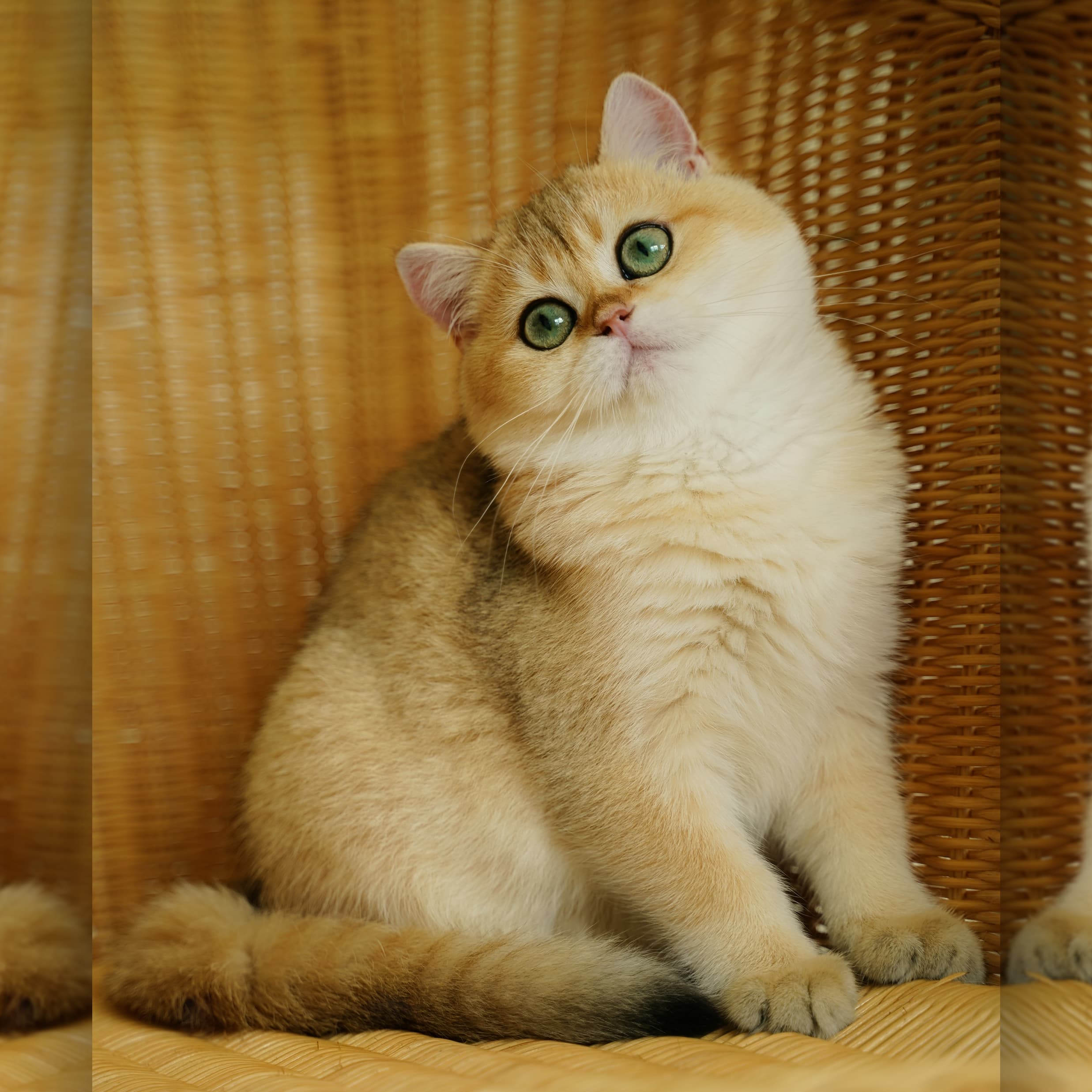 Little Peep — Golden Shaded British Shorthair king