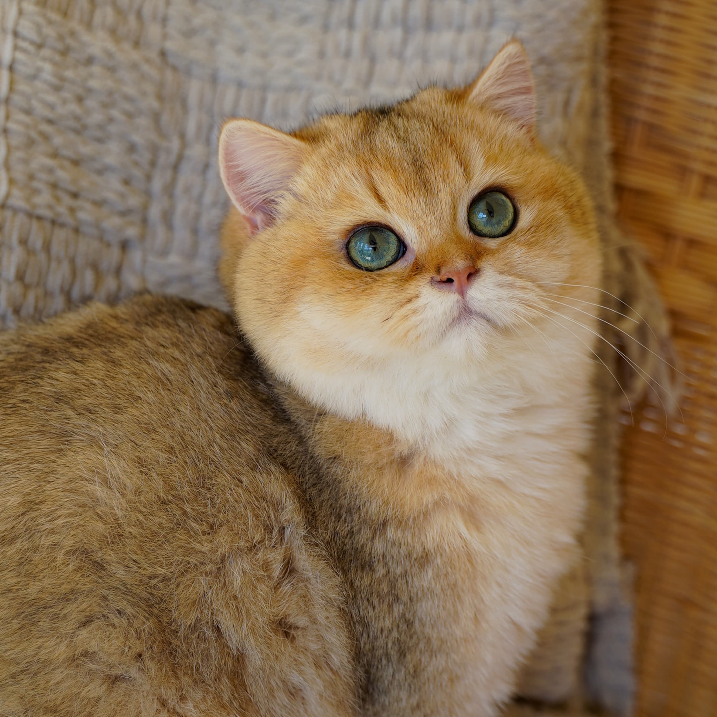 Little J — Golden Shaded British Shorthair king