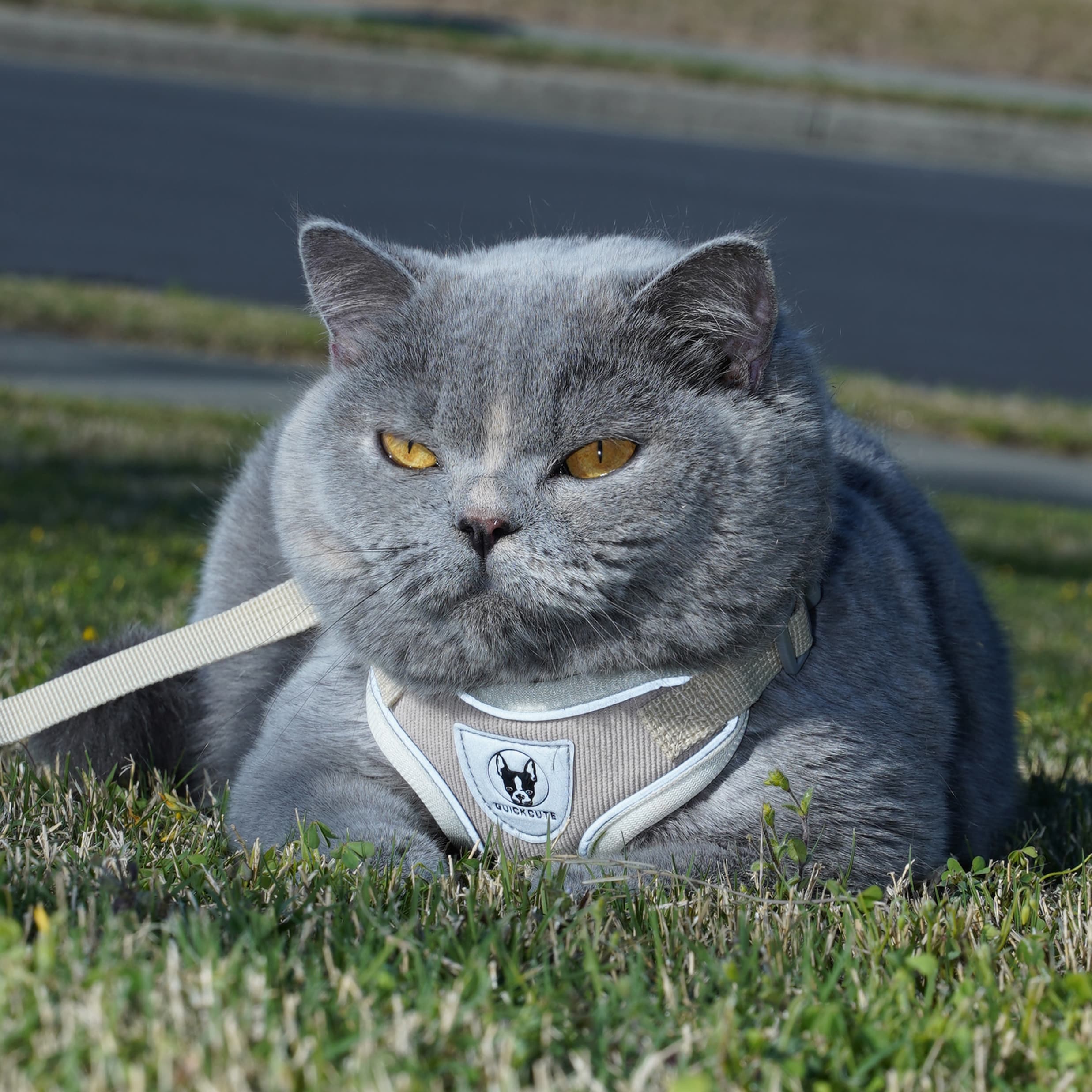 Southwest — Blue-Cream British Shorthair king