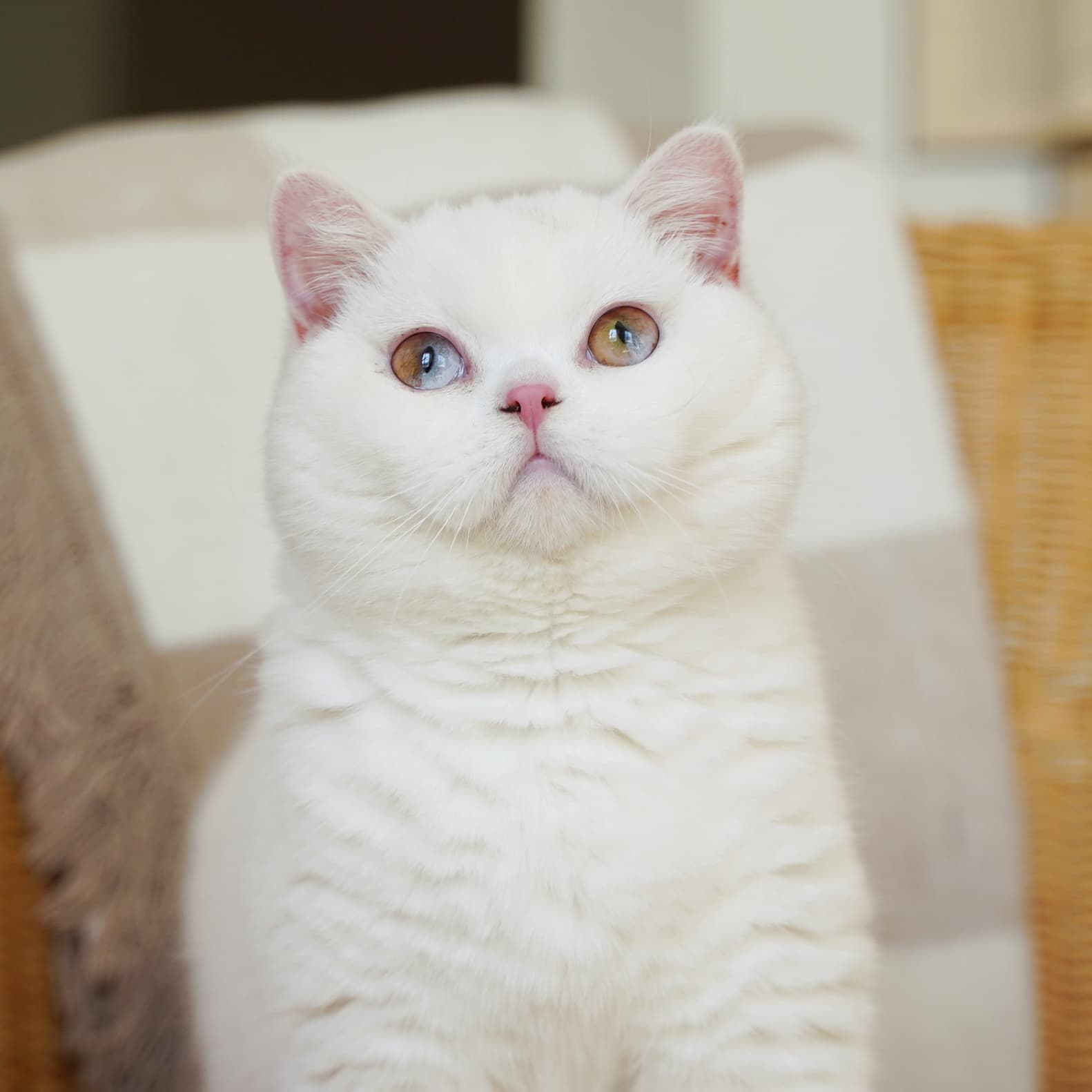 Fa Tong — White British Shorthair king
