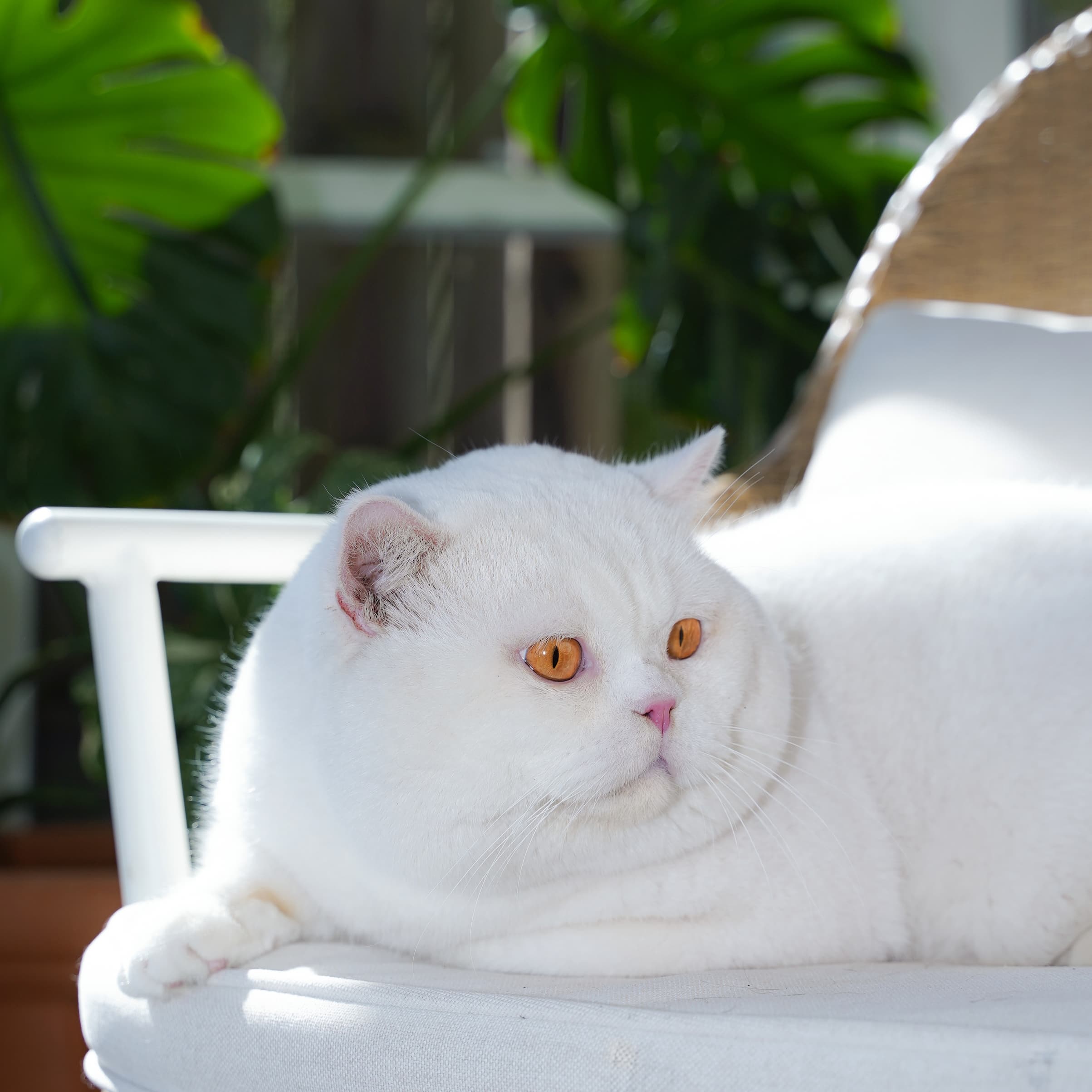 Big White — Solid White British Shorthair queen