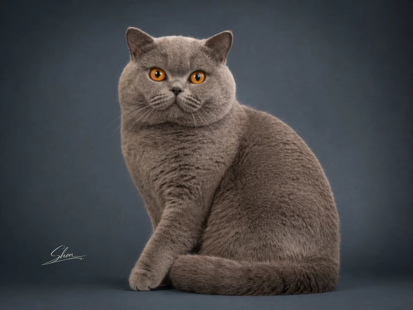 Thank You — Solid Blue British Shorthair queen