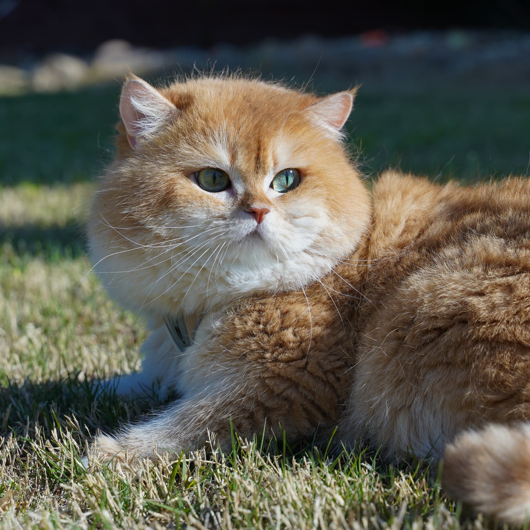 Feng Feng — Golden Shaded British Shorthair queen